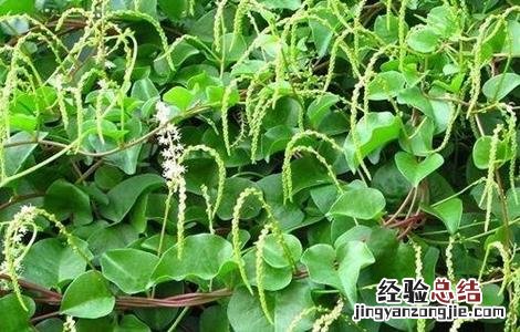 落葵的栽培技术 落葵的栽培技术与管理