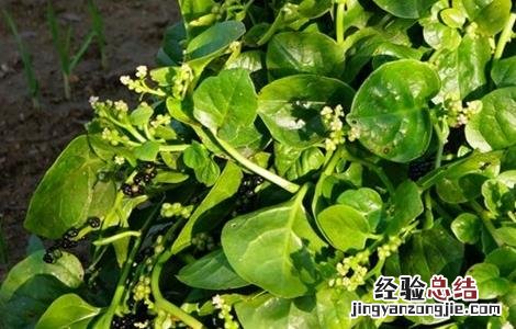 落葵的栽培技术 落葵的栽培技术与管理