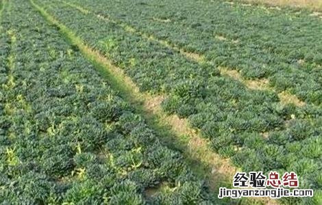 塌菜的栽培技术有哪些 塌菜的栽培技术
