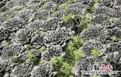 塌菜的栽培技术有哪些 塌菜的栽培技术