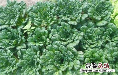 塌菜的栽培技术有哪些 塌菜的栽培技术
