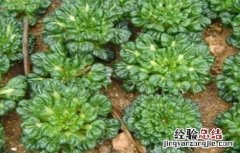 塌菜的栽培技术有哪些 塌菜的栽培技术