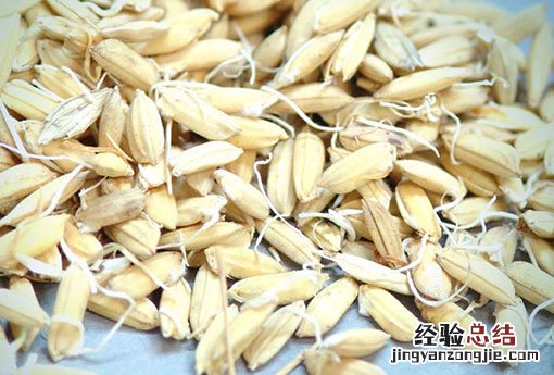 稻芽和谷芽的区别 稻芽