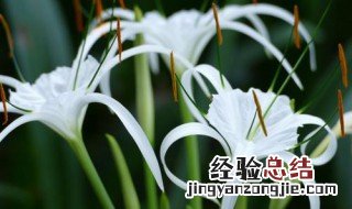 水鬼蕉有什么传说故事 芭蕉鬼传说