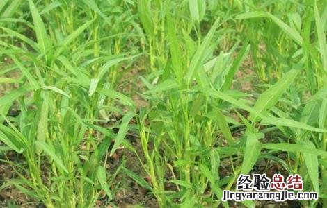 空心菜的田间管理 空心菜的田间管理与管理