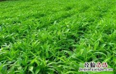 空心菜的田间管理 空心菜的田间管理与管理
