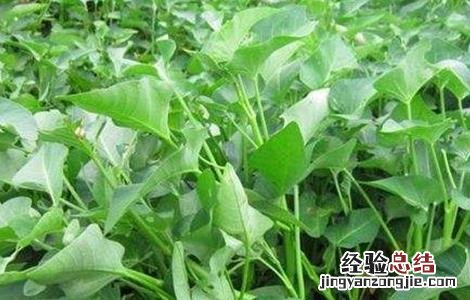 空心菜的田间管理 空心菜的田间管理与管理