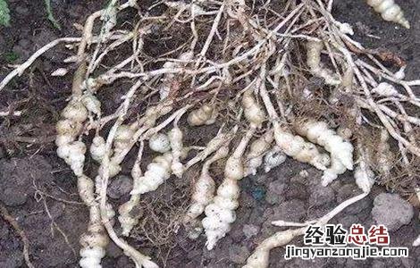 螺丝菜的种植方法时间 螺丝菜的种植方法