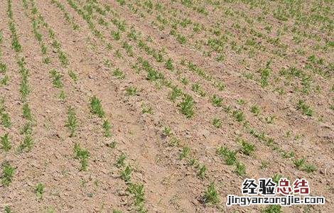 螺丝菜的种植方法时间 螺丝菜的种植方法