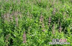 螺丝菜的种植方法时间 螺丝菜的种植方法