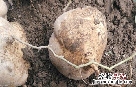 凉薯的田间管理 甘薯田间管理
