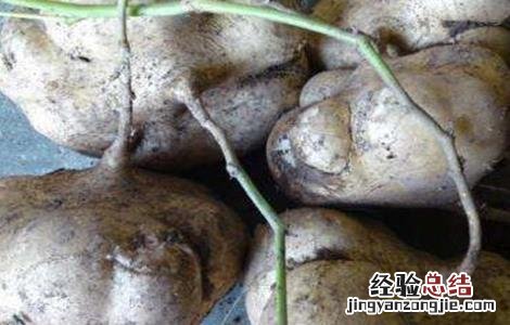凉薯的田间管理 甘薯田间管理