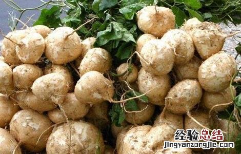 凉薯的田间管理 甘薯田间管理