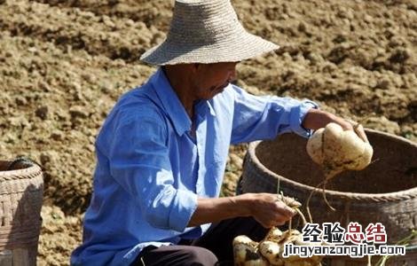 凉薯的田间管理 甘薯田间管理