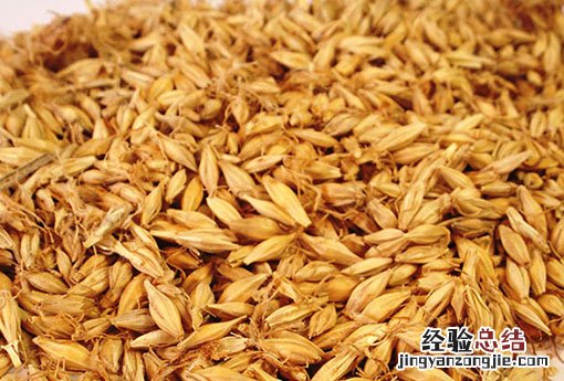 麦芽 麦芽糊精
