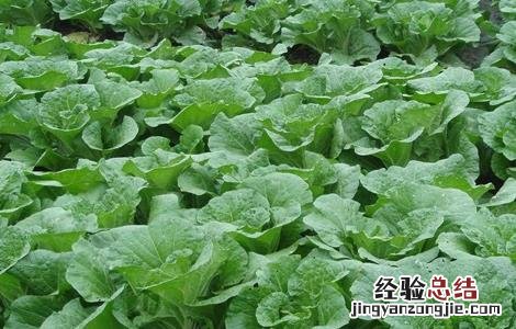 白菜不包心怎么办 大白菜不包心怎么办