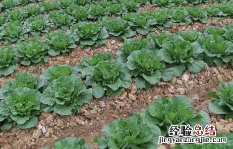 白菜不包心怎么办 大白菜不包心怎么办