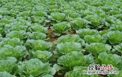 白菜不包心怎么办 大白菜不包心怎么办