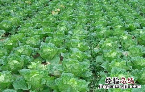 白菜不包心怎么办 大白菜不包心怎么办