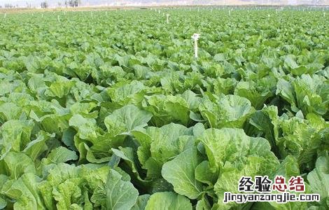 白菜不包心怎么办 大白菜不包心怎么办
