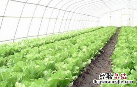 白菜不包心怎么办 大白菜不包心怎么办