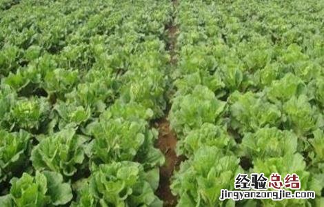 白菜不包心怎么办 大白菜不包心怎么办