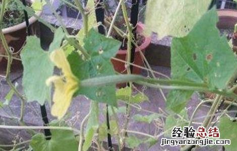 八棱瓜的种植方法 八棱瓜的种植方法和技术