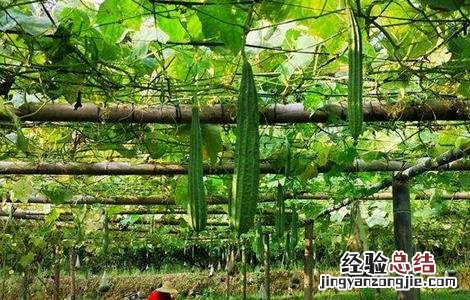 八棱瓜的种植方法 八棱瓜的种植方法和技术