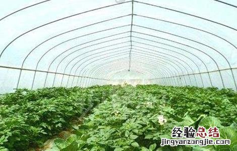 反季节蔬菜栽培的方式包括 反季节蔬菜栽培的方式