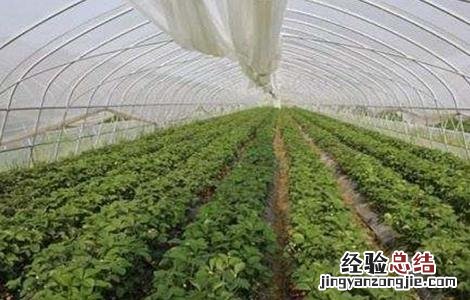 反季节蔬菜栽培的方式包括 反季节蔬菜栽培的方式