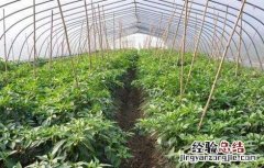 反季节蔬菜栽培的方式包括 反季节蔬菜栽培的方式