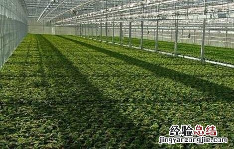 反季节蔬菜栽培的方式包括 反季节蔬菜栽培的方式