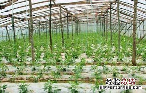 反季节蔬菜栽培的方式包括 反季节蔬菜栽培的方式