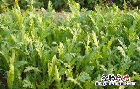 帝王菜怎么种 皇帝菜的种植方法