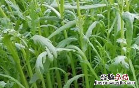 帝王菜怎么种 皇帝菜的种植方法