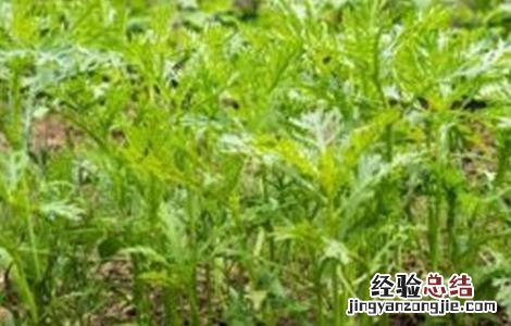 帝王菜怎么种 皇帝菜的种植方法