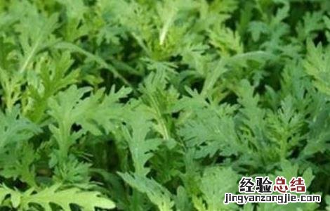 帝王菜怎么种 皇帝菜的种植方法