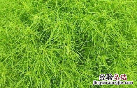 扫帚菜怎么种植 扫帚菜的种植方法