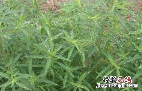 扫帚菜怎么种植 扫帚菜的种植方法