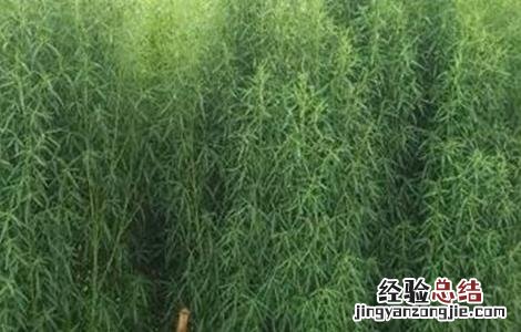 扫帚菜怎么种植 扫帚菜的种植方法