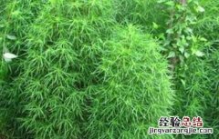 扫帚菜怎么种植 扫帚菜的种植方法
