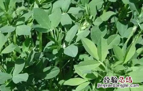 金花菜的田间管理与管理 金花菜的田间管理