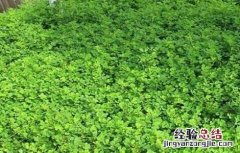 金花菜的田间管理与管理 金花菜的田间管理