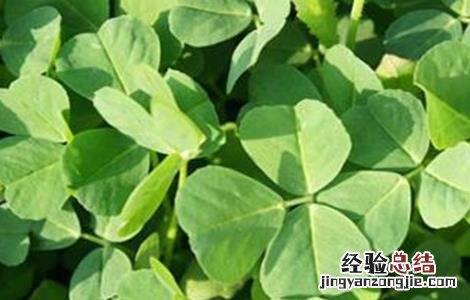 金花菜的田间管理与管理 金花菜的田间管理