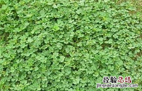 金花菜的田间管理与管理 金花菜的田间管理