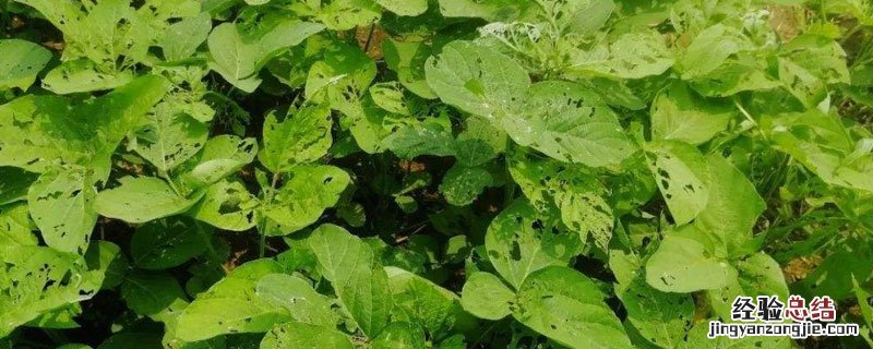 虫螨腈使用注意事项 虫螨腈的使用方法及注意事项