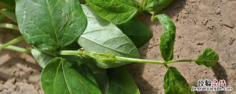 蓟马用什么能彻底杀死 黄瓜蓟马用什么能彻底杀死