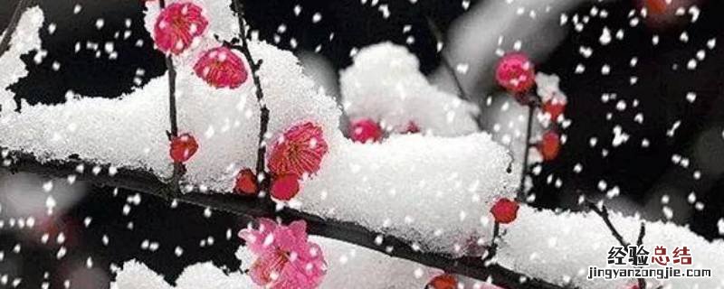 梅花象征的意义是什么人 梅花象征的意义是什么