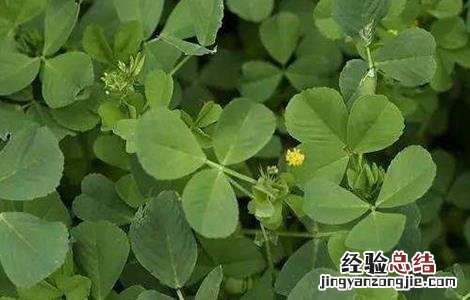 金花菜怎样种植 金花菜的种植方法