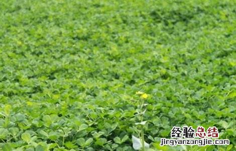 金花菜怎样种植 金花菜的种植方法